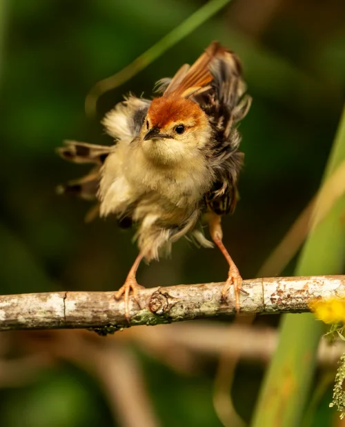 BIRDWACHING IMAGE