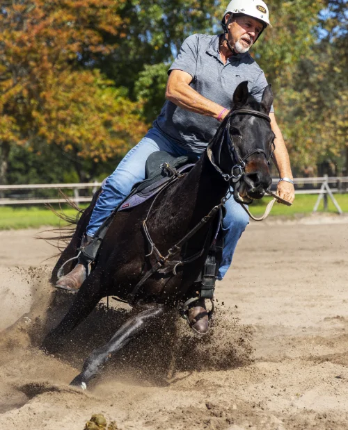 horses img